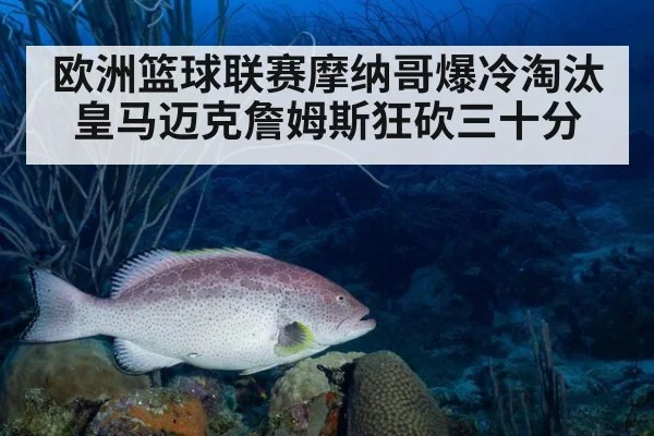欧洲篮球联赛摩纳哥爆冷淘汰皇马迈克詹姆斯狂砍三十分